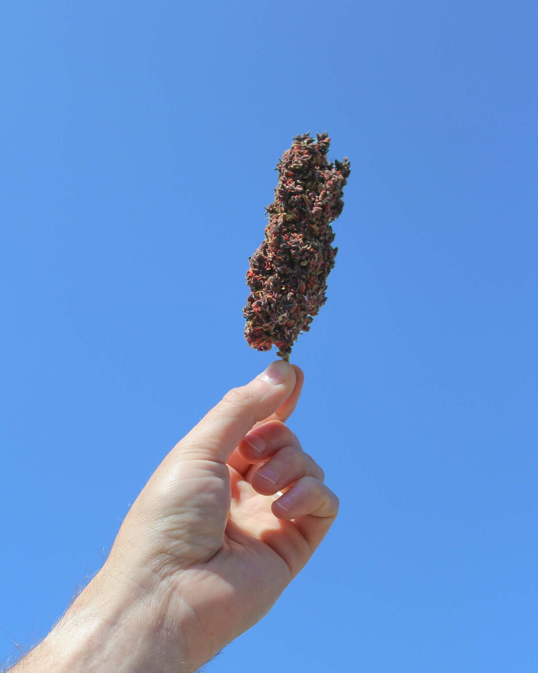 fleurs cbd chanvre cannabis quelle est la meilleure laquelle choisir