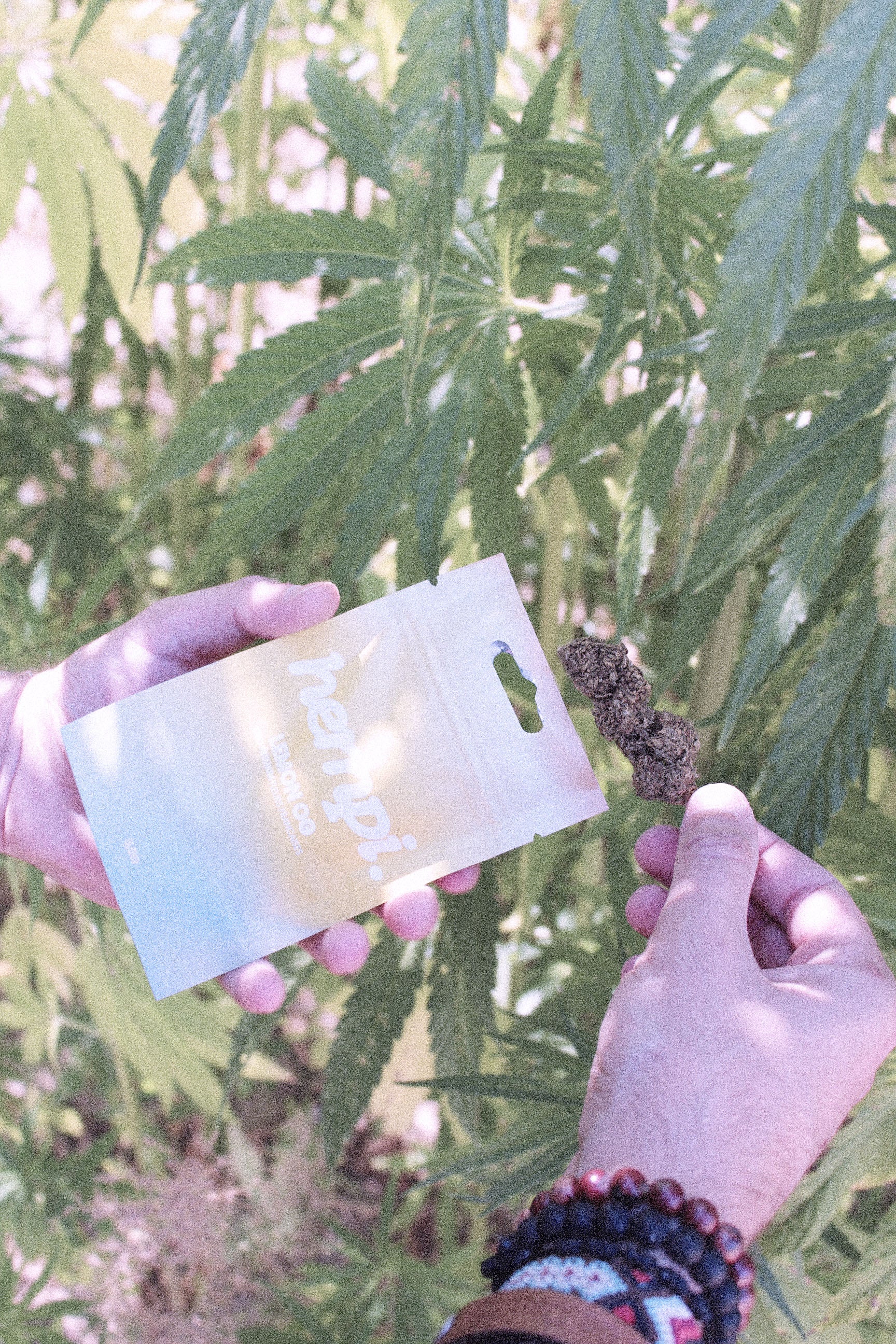 comment consommer fleurs de cbd