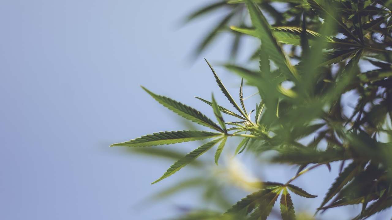 le cbda, c'est quoi ? cbda vs CBD
