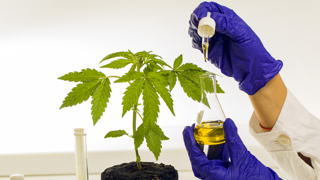 Huile de CBD à spectre complet et à spectre large : quel est le meilleur choix ?