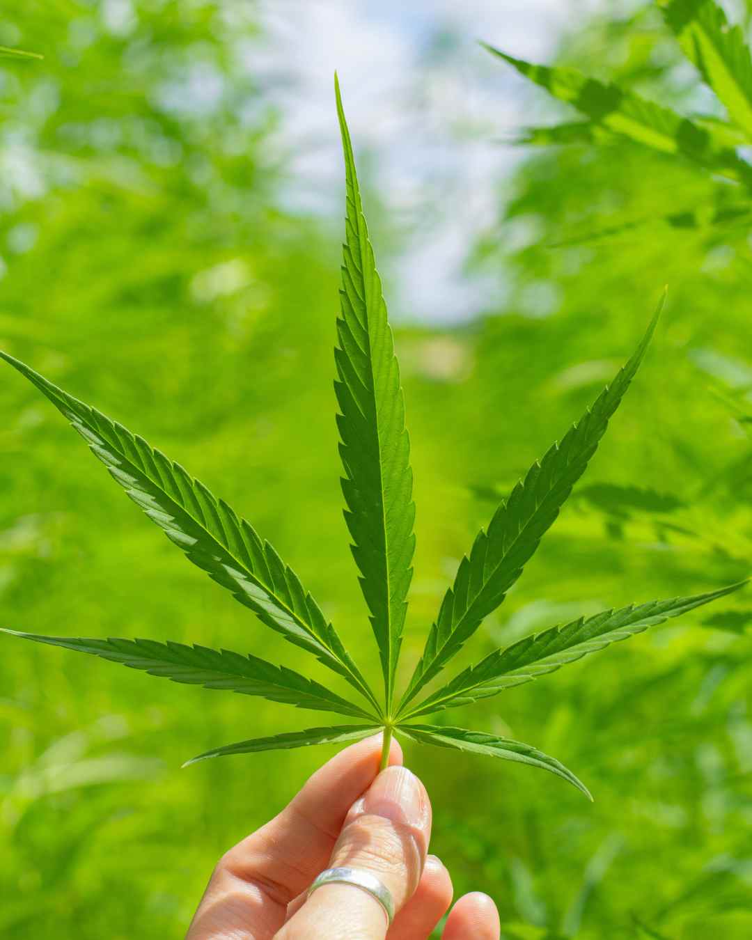 cbd feuille