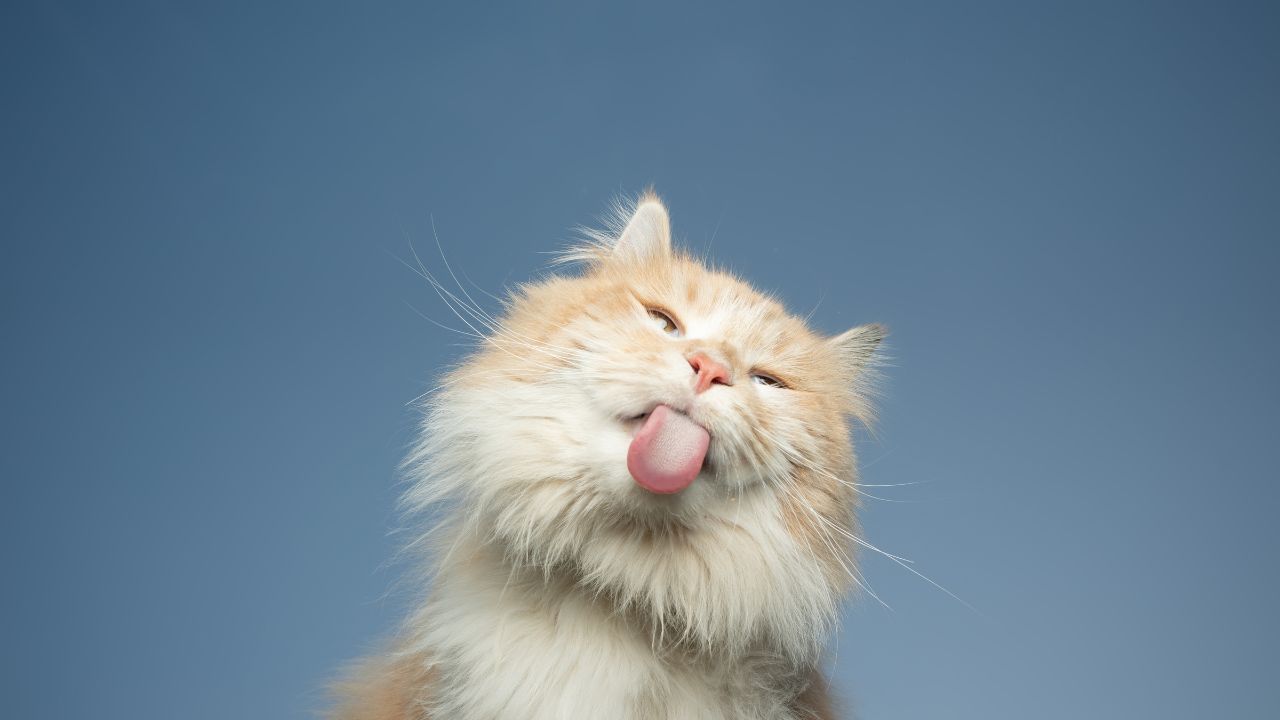 CBD pour chat : notre avis et nos conseils.