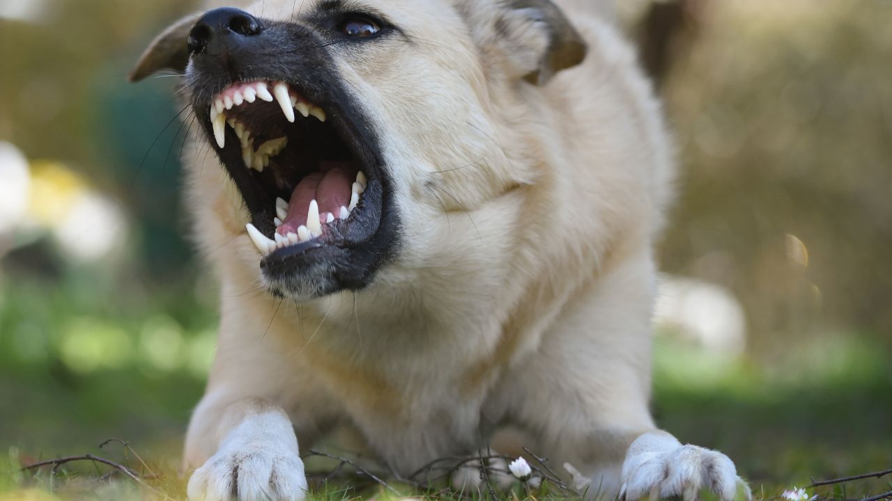 CBD pour chien agressif : efficacité, dosage, sécurité (guide complet)