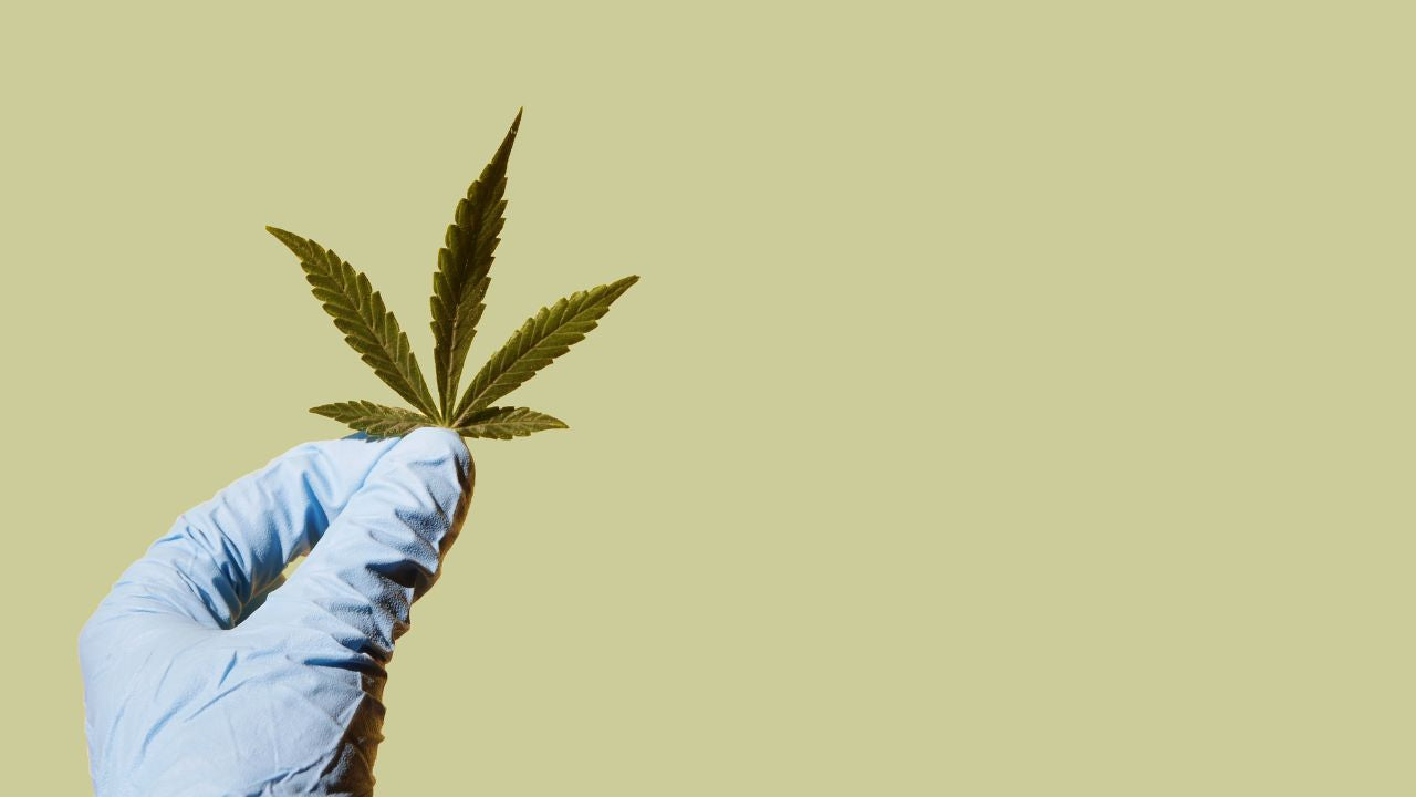 CBD et dangers : ce qu’il faut absolument savoir avant d’en consommer