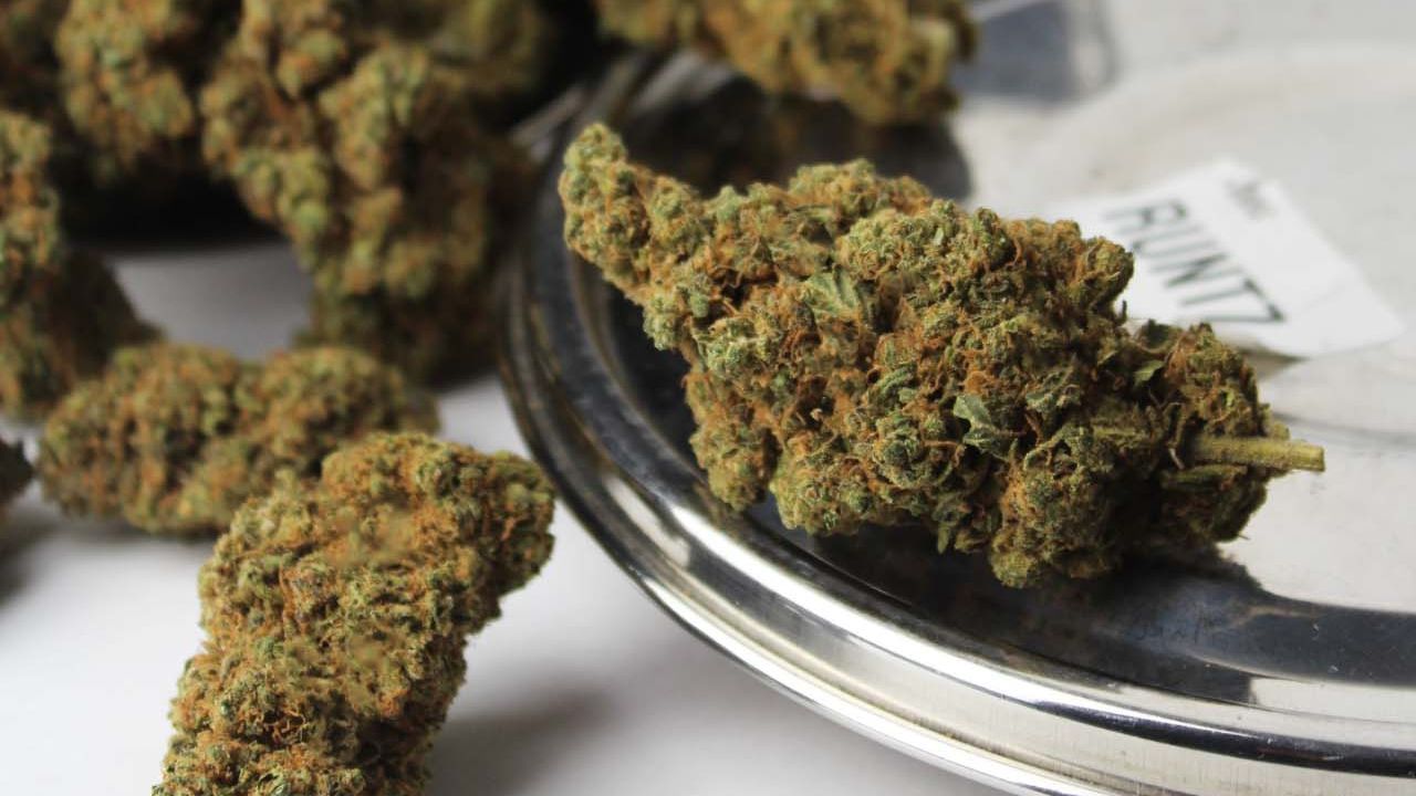 2026 : Le cannabis va t-il être légalisé en France ?