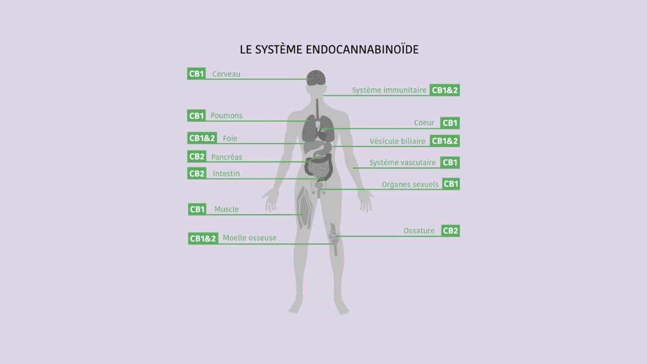 Le système endocannabinoïde (SEC), une révolution dans le bien-être ?