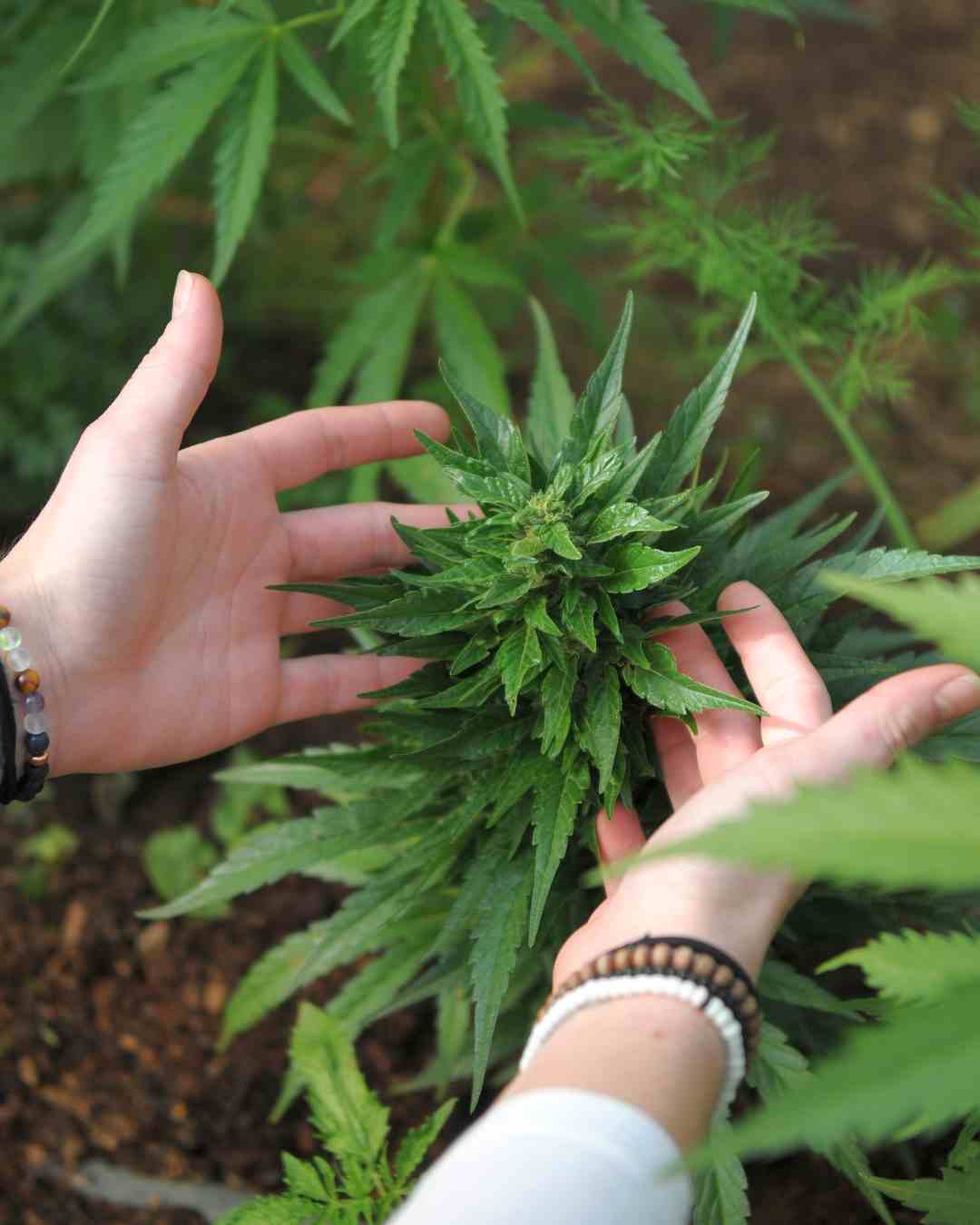 cannabis chanvre plant