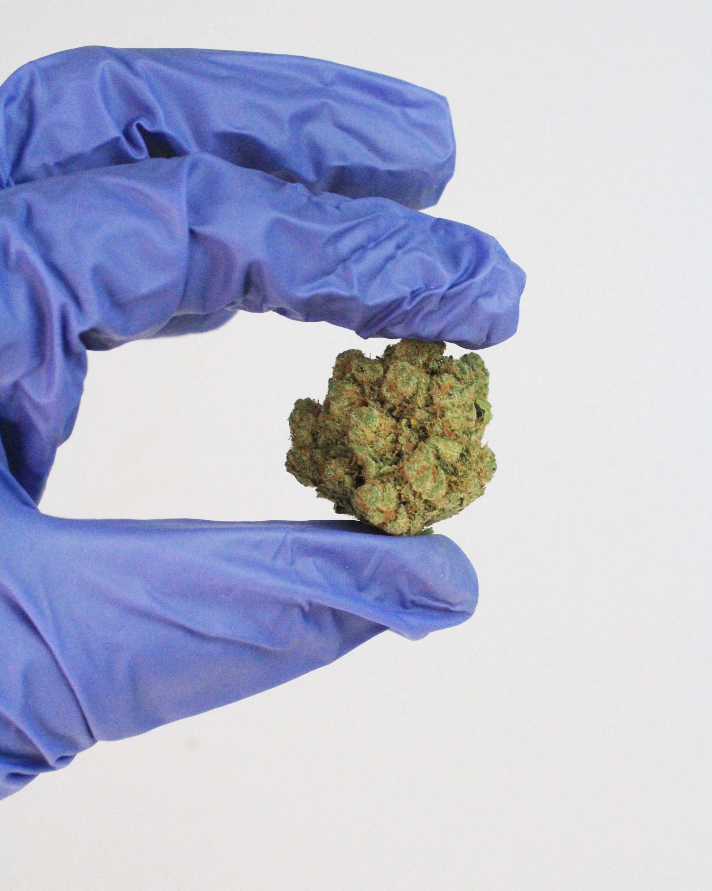 amnesia fleurs de cbd