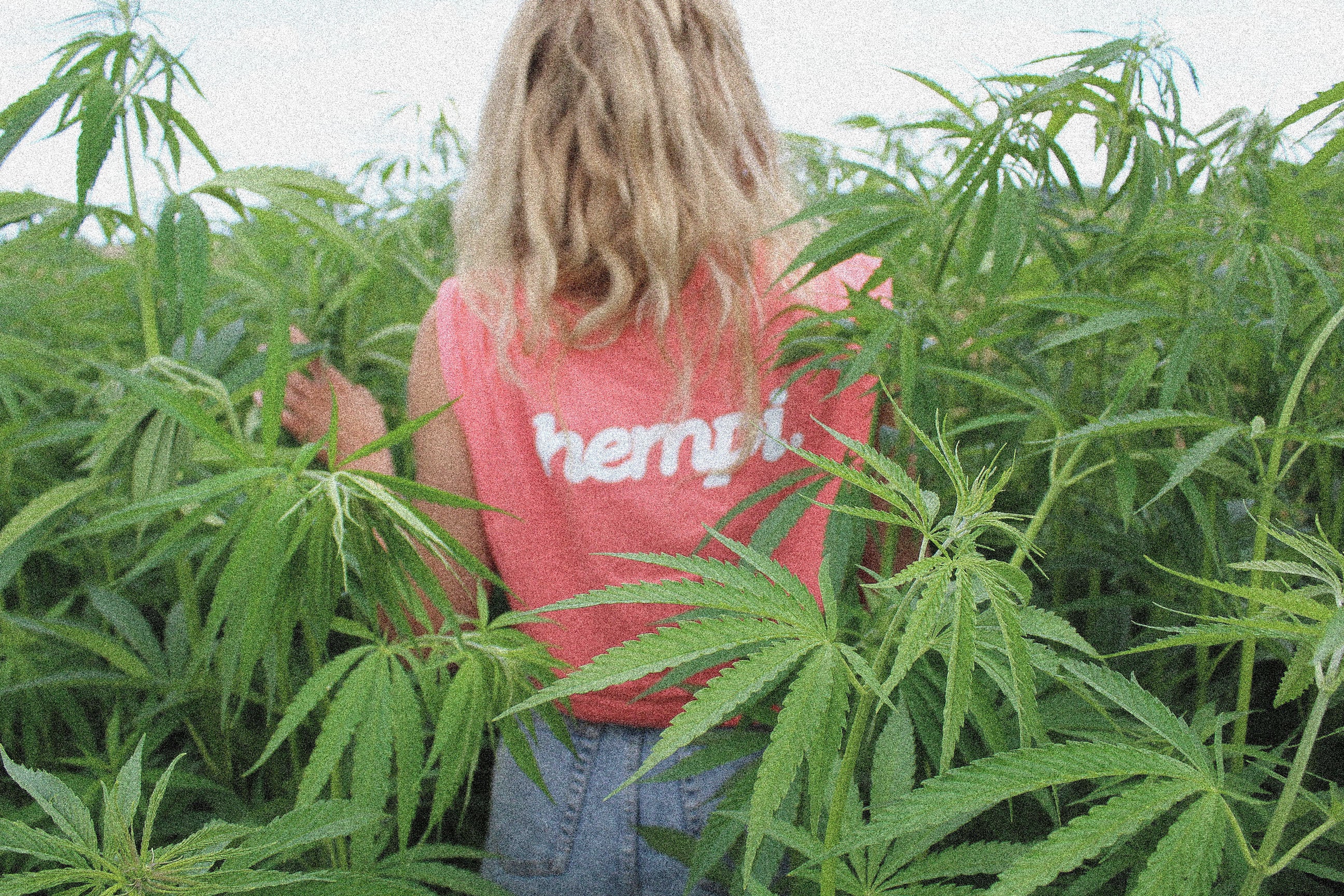 champs chanvre bio hempi cbd
