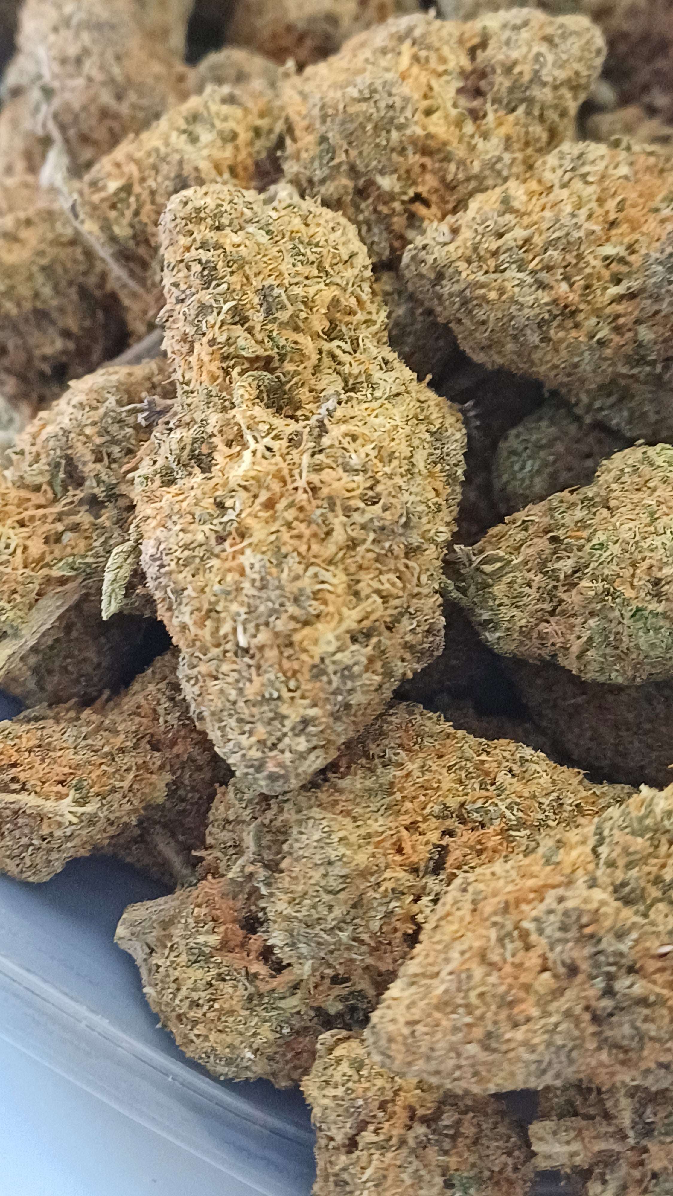 Rainbow Sherbet 12 - Indoor CBD - 1G | 3,5G | 7G