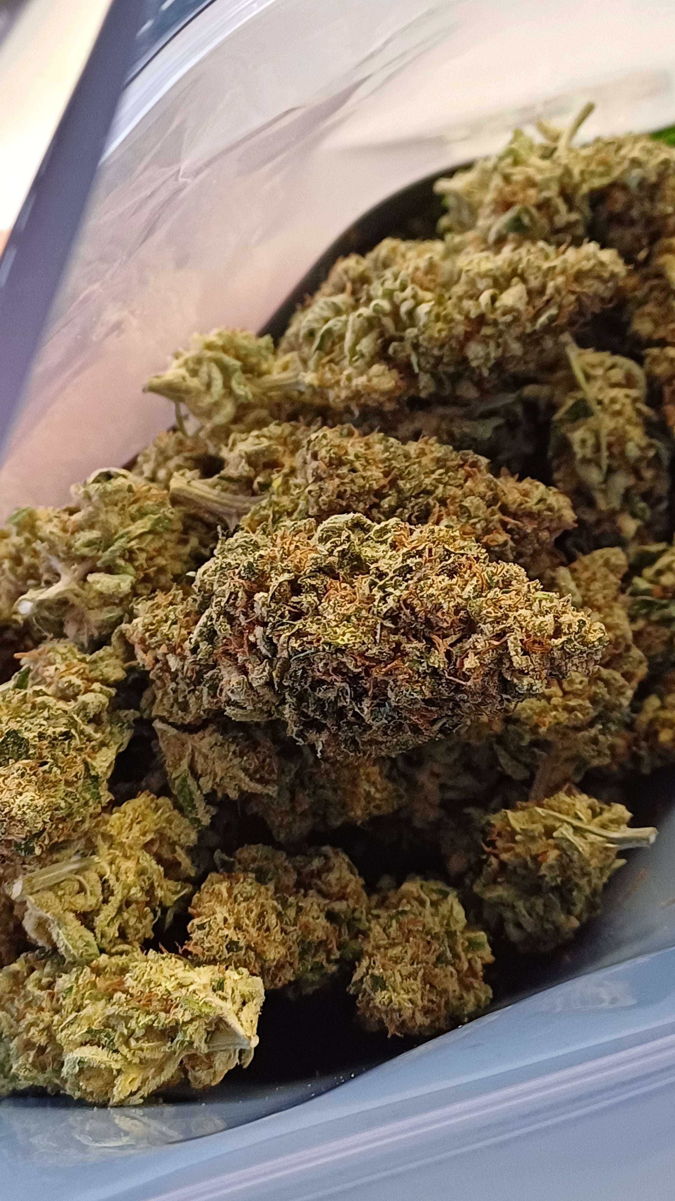 Orange Bitter - Indoor CBD - 1G | 3,5G | 7G