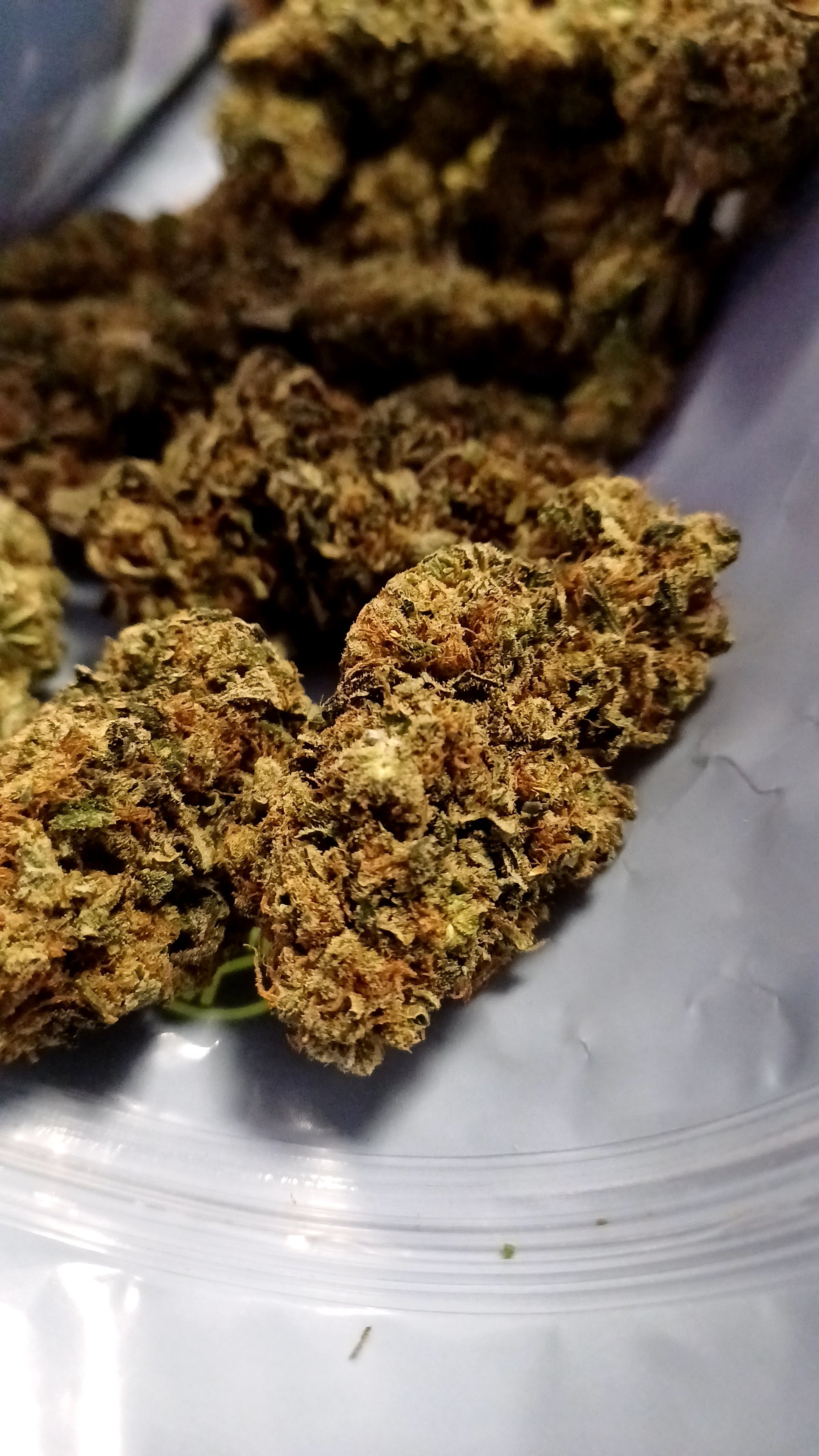 Tangie Kush - Indoor CBD - 1G | 3,5G | 7G