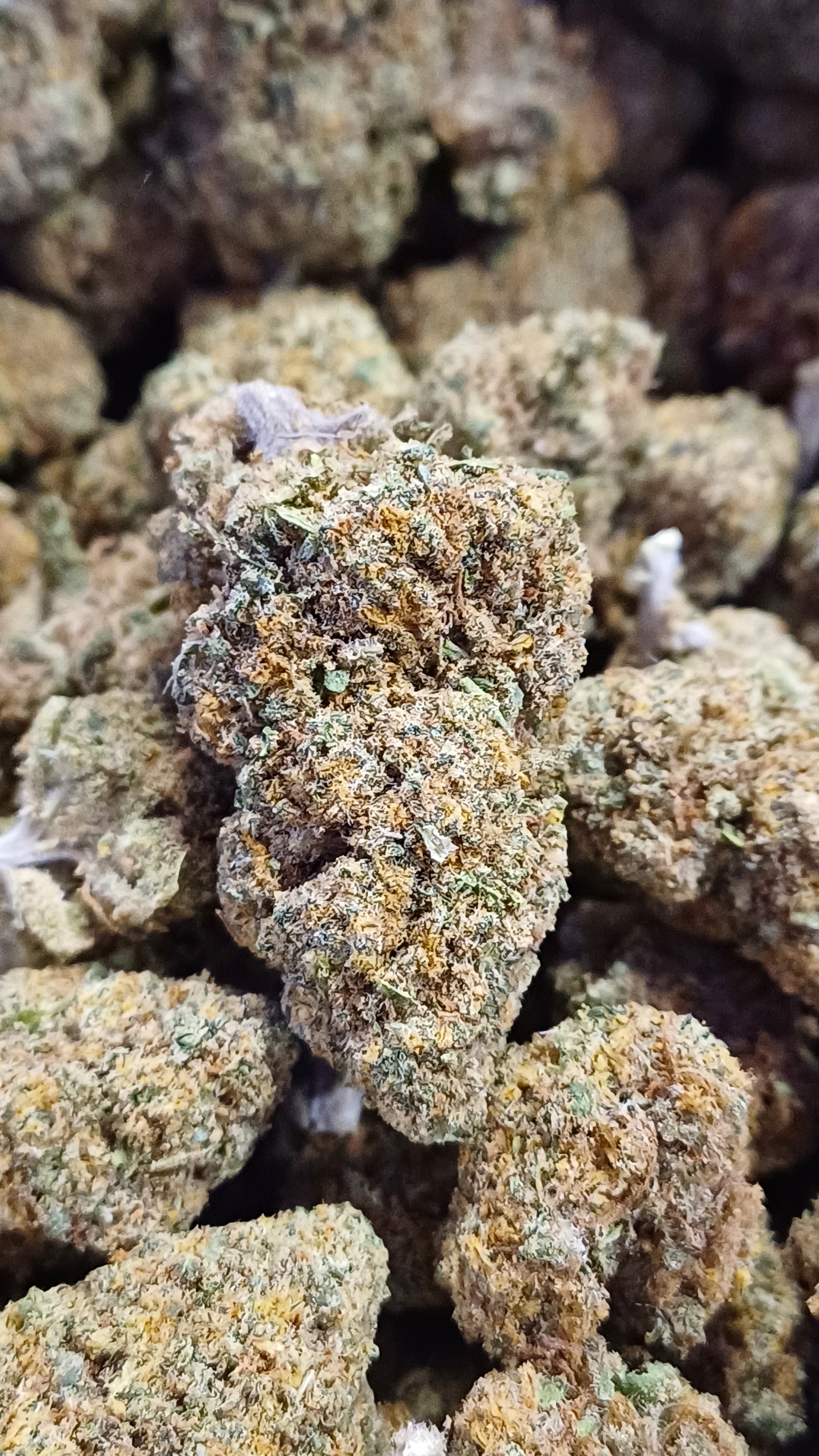 Orange bud - Indoor CBD - 1G | 3,5G | 7G