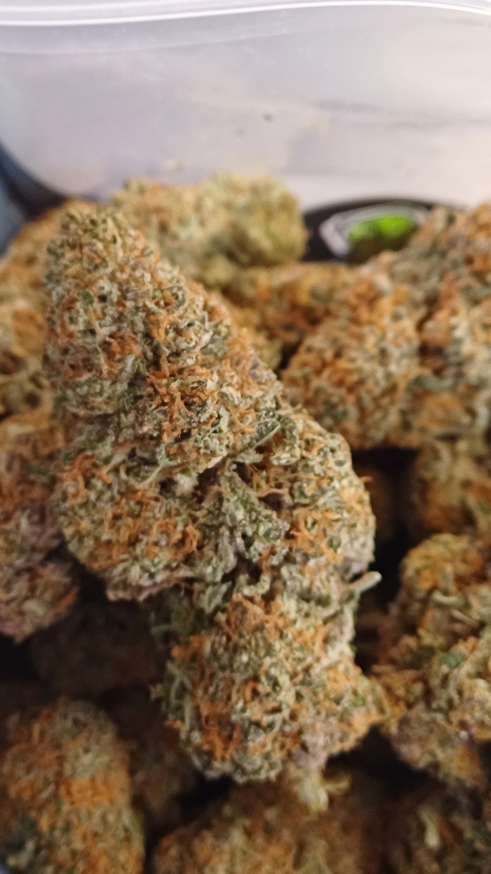 Rainbow Sherbet 44- Indoor CBD - 1G | 3,5G | 7G