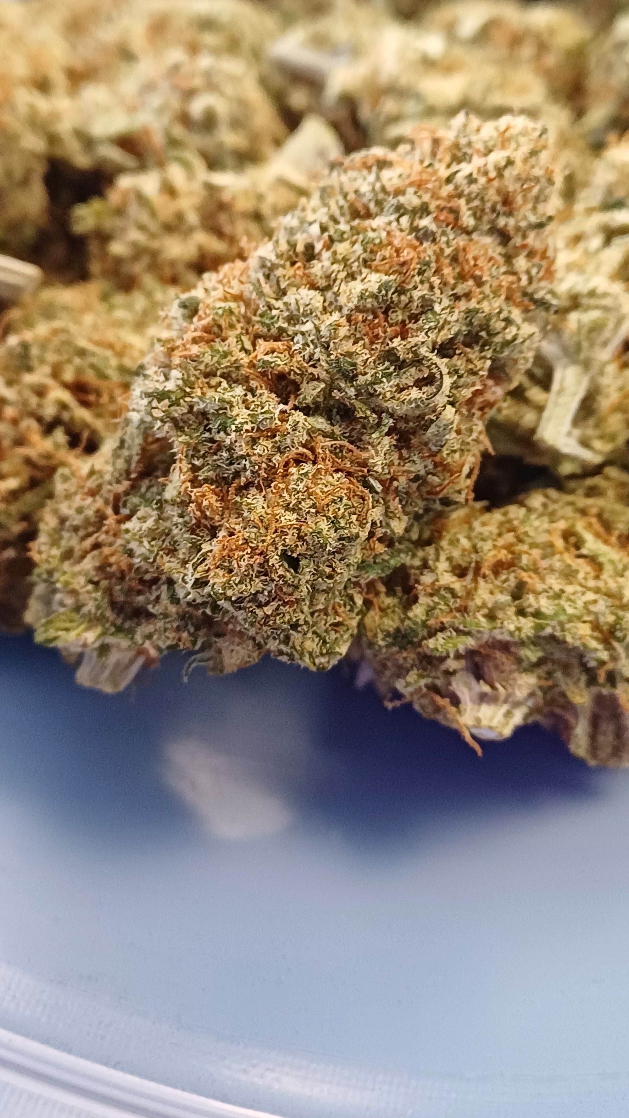 Sweet Paradis - Indoor CBD Premium - 1G | 3,5G | 7G