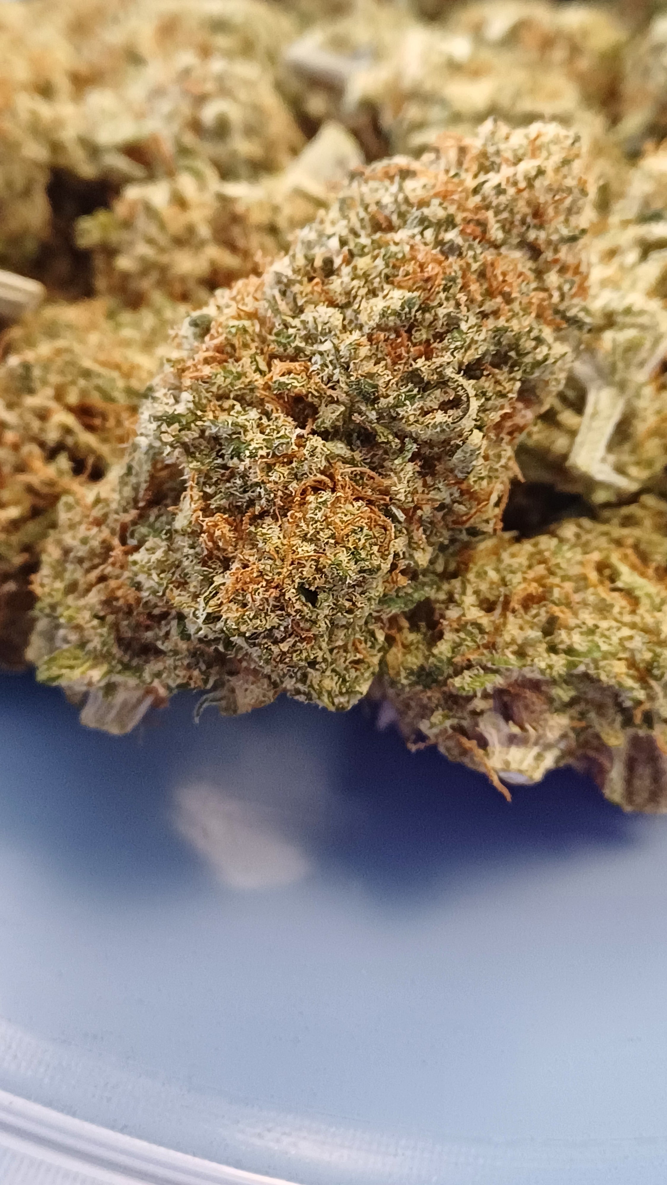 Sweet Paradis - Indoor CBD Premium - 1G | 3,5G | 7G