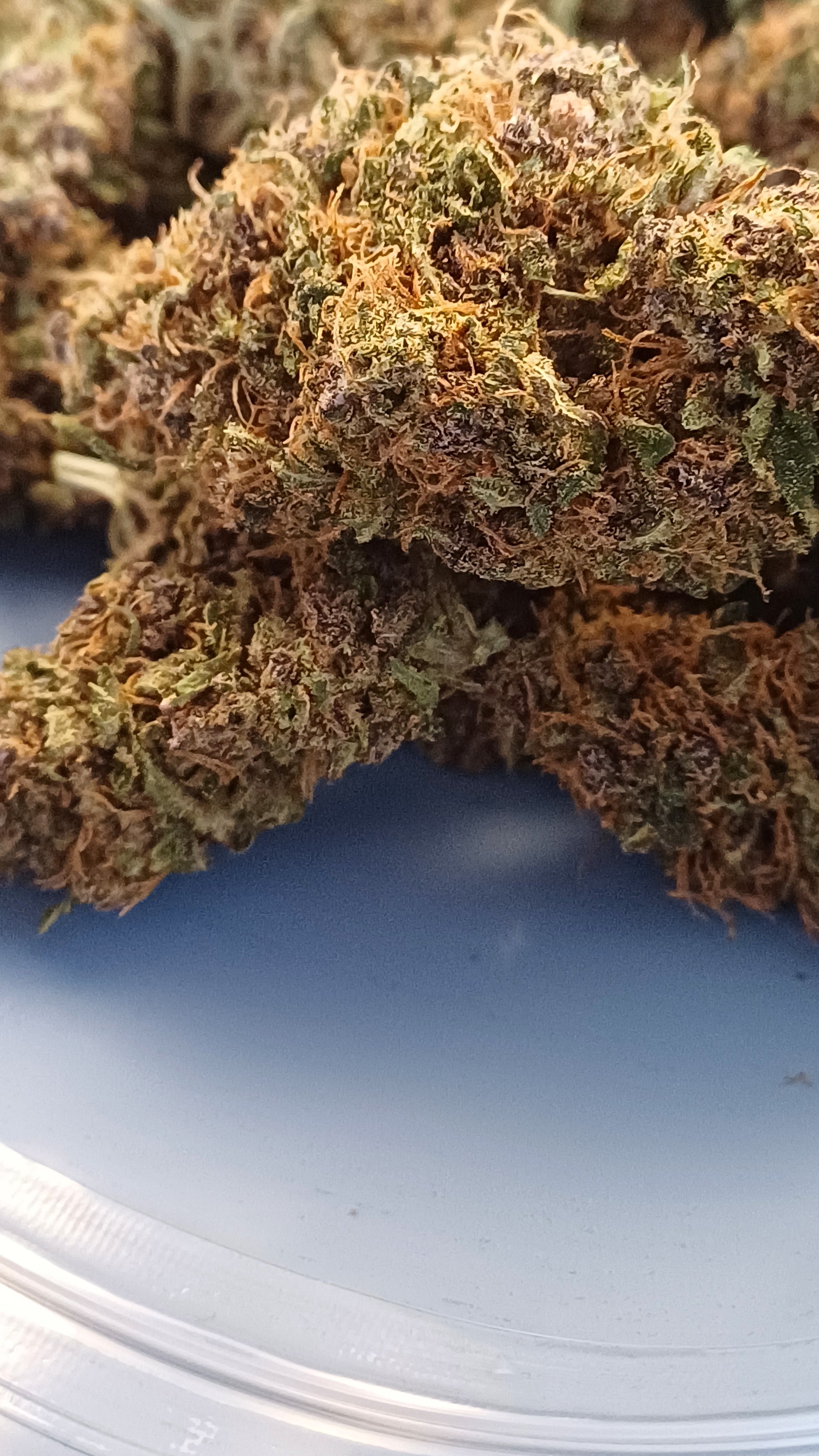 Forbidden Fruit - Indoor CBD Premium - 1G | 3,5G | 7G