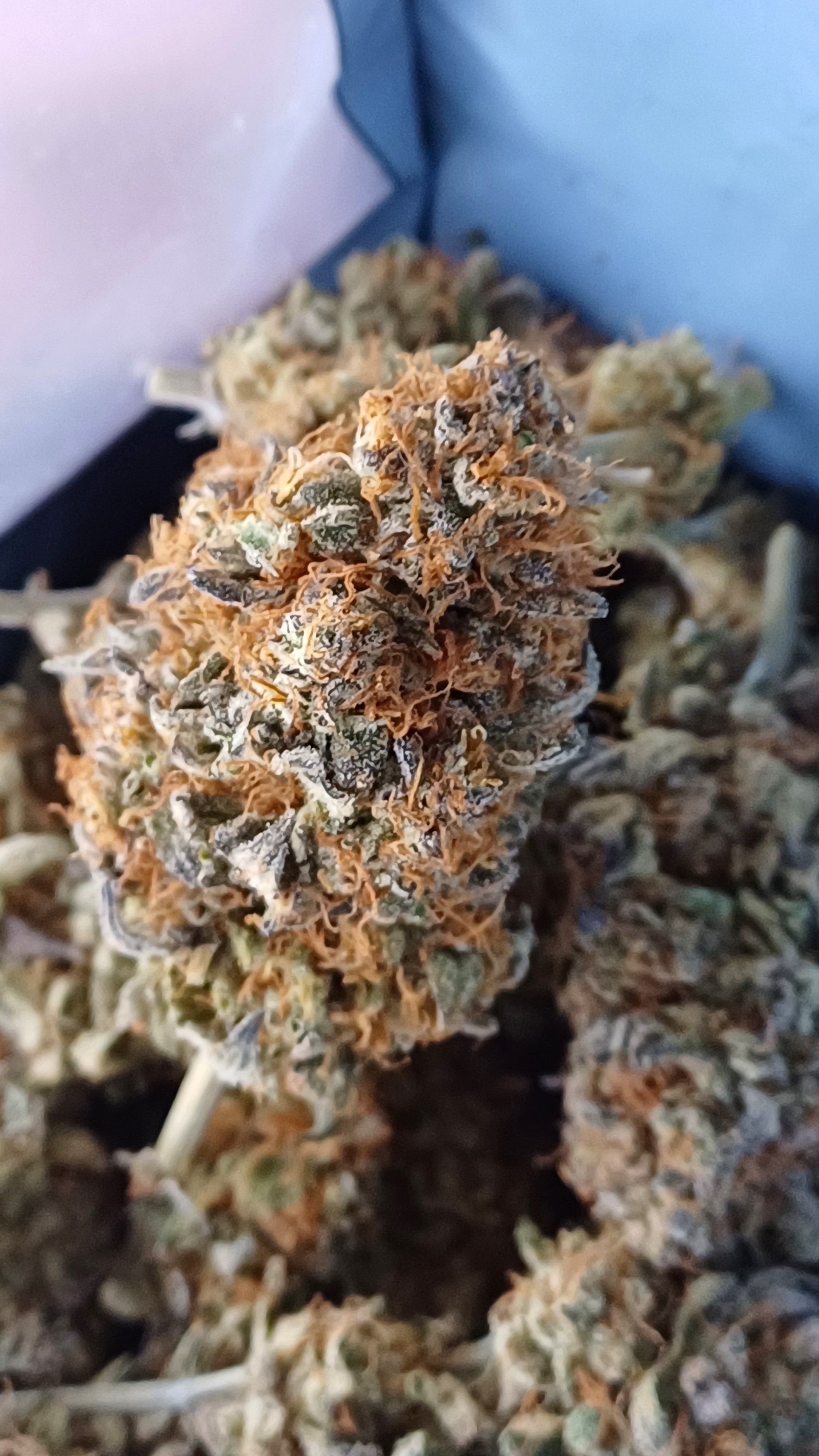 Puff Pastries- Indoor CBD - 1G | 3,5G | 7G