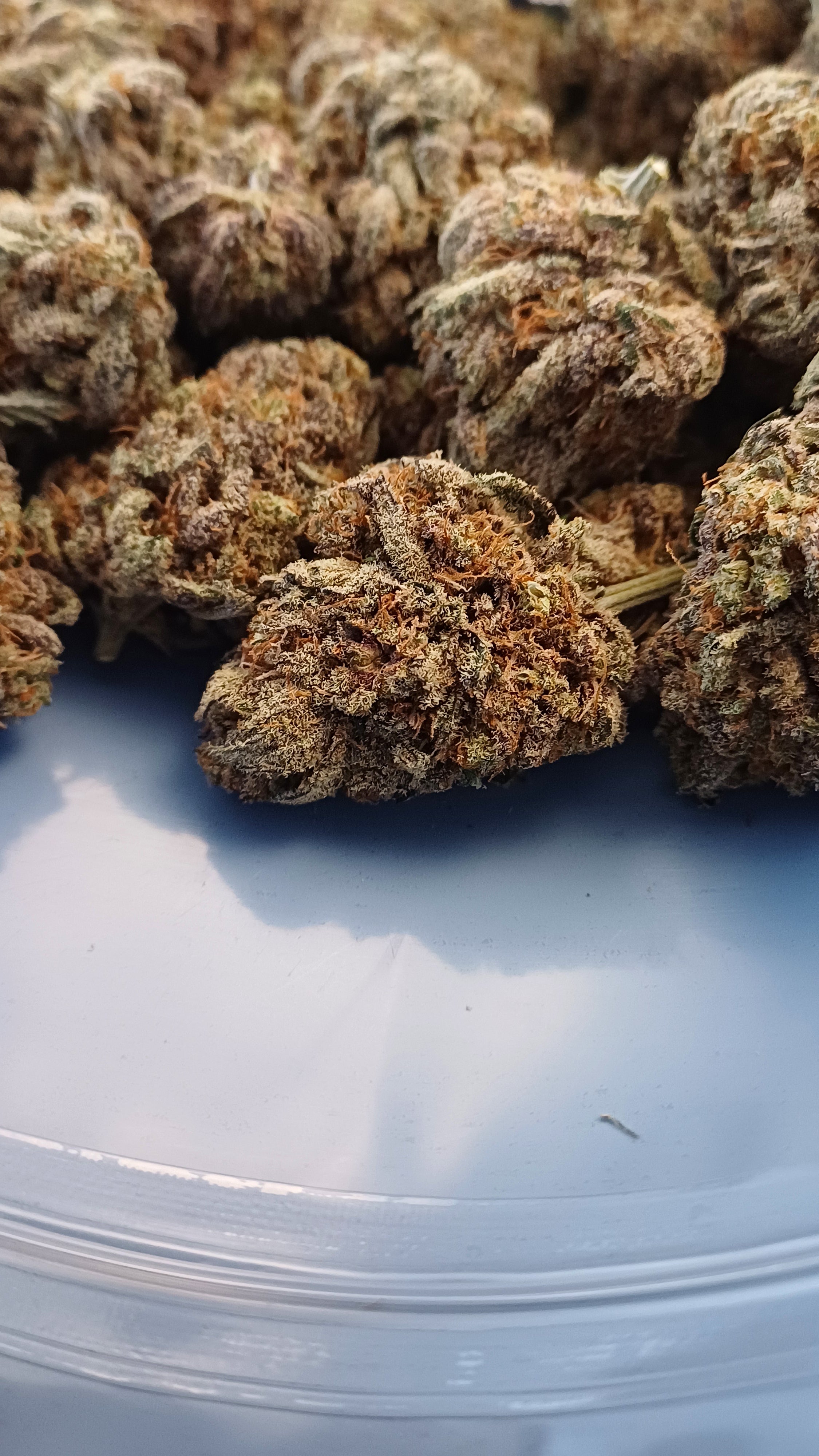 Gas Gaz - Indoor CBD Premium - 1G | 3,5G | 7G