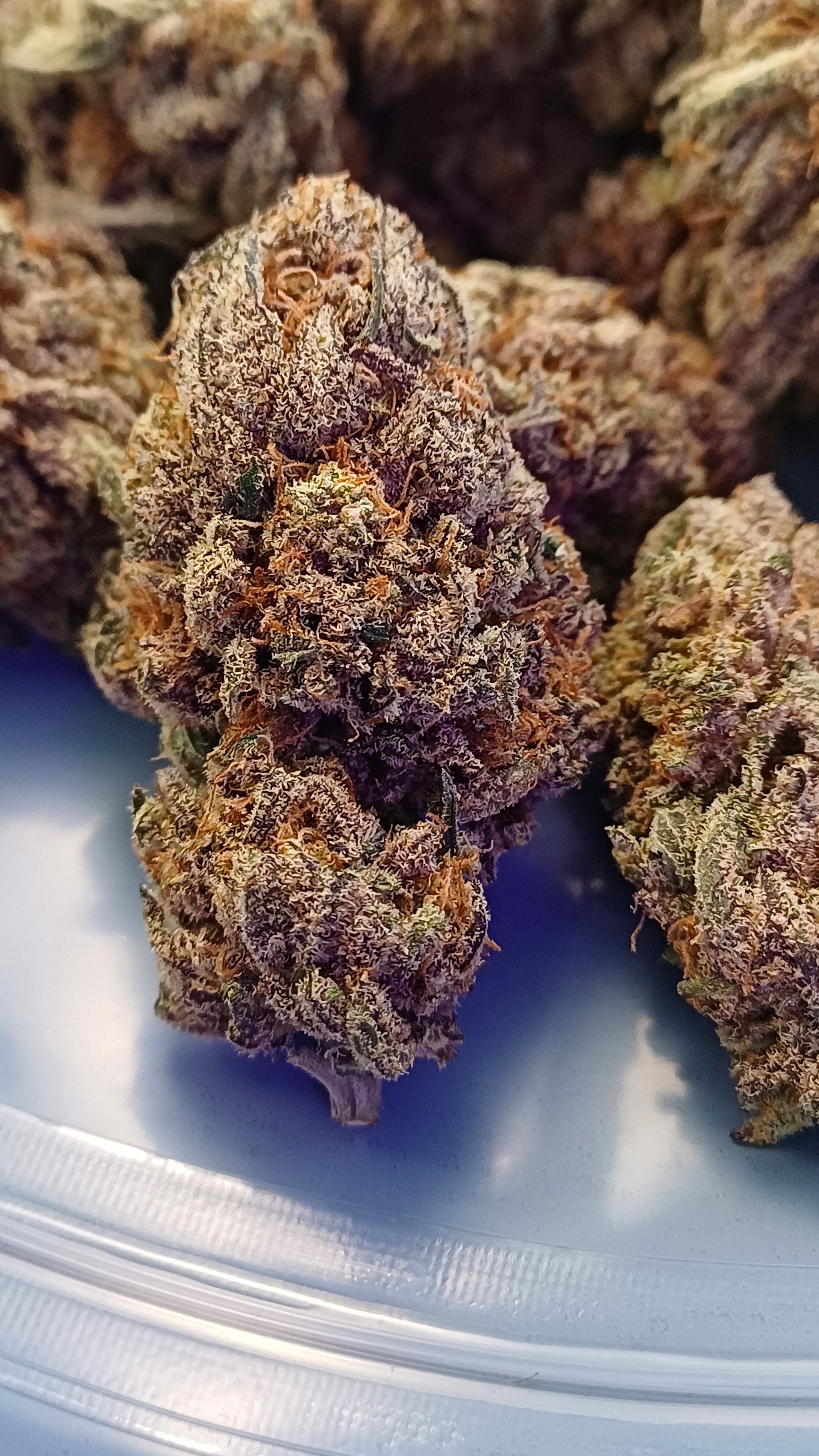 Gas Gaz - Indoor CBD Premium - 1G | 3,5G | 7G