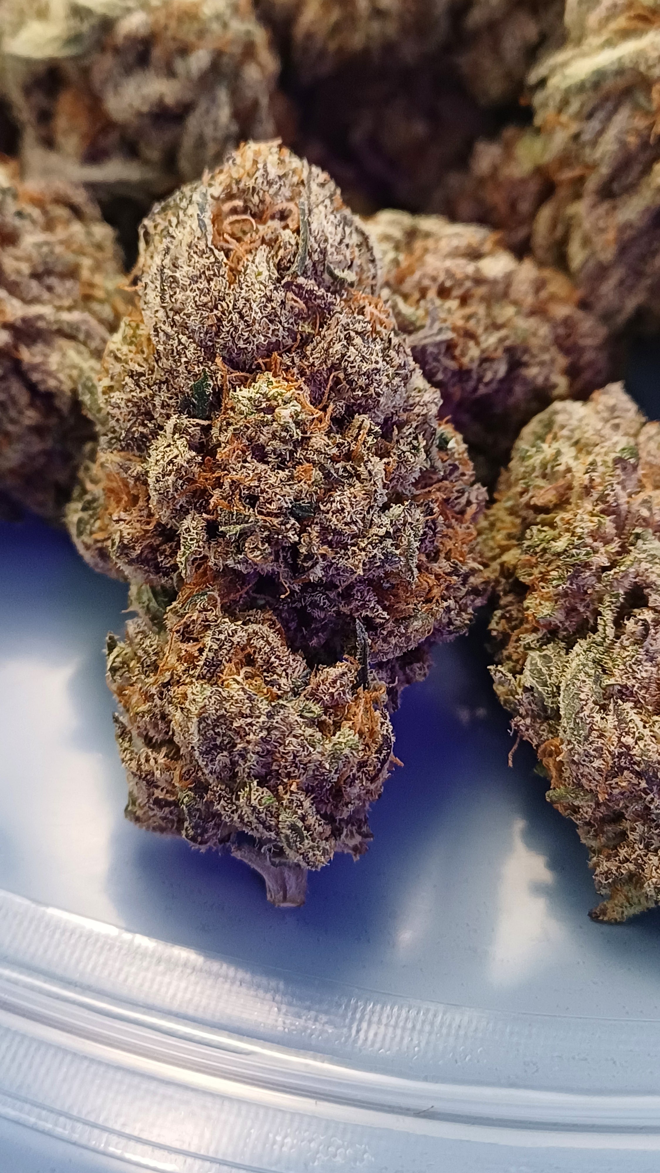 Gas Gaz - Indoor CBD Premium - 1G | 3,5G | 7G