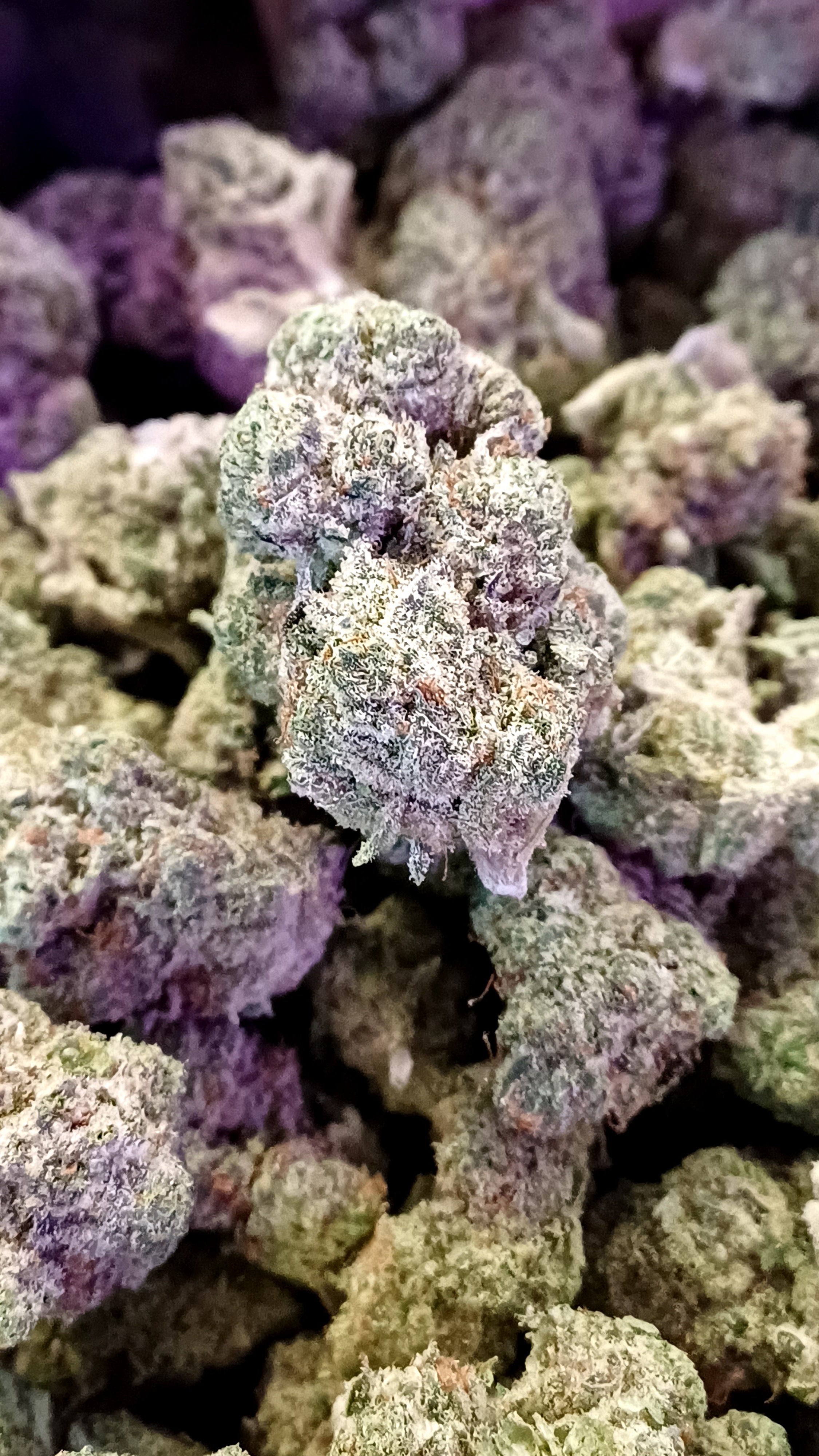 RS11 – CBD für den Innenbereich – 1 g | 3,5 G | 7G